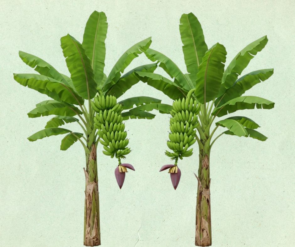 cây chuối việt nam